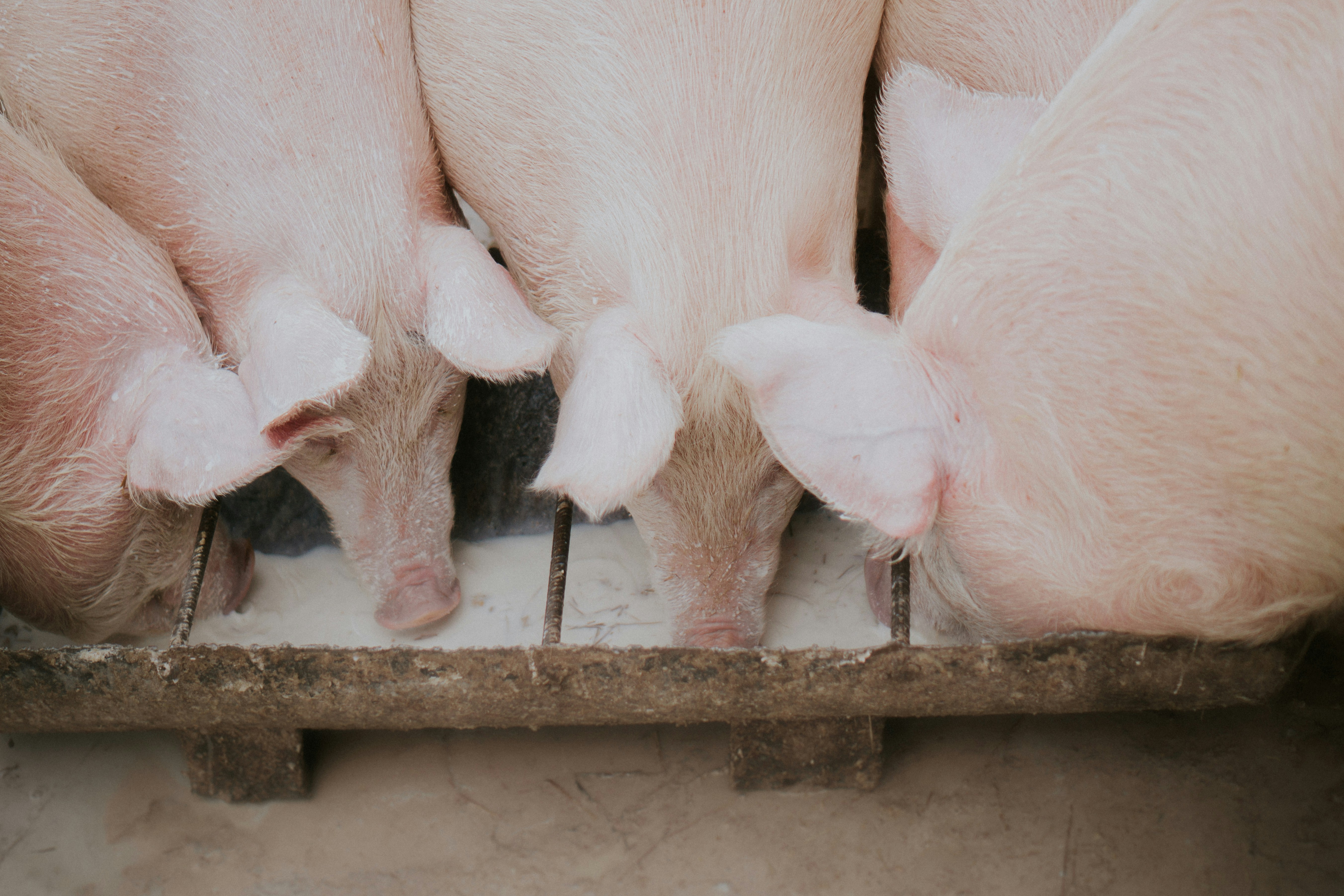Nutrition animale